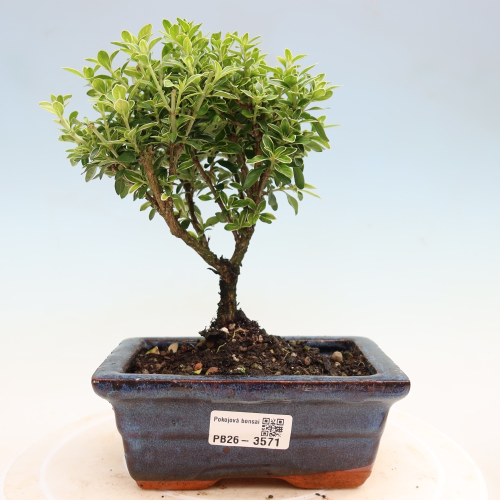 Bonsai pokojowe – Serissa foetida Variegata – Drzewo tysiąca gwiazd