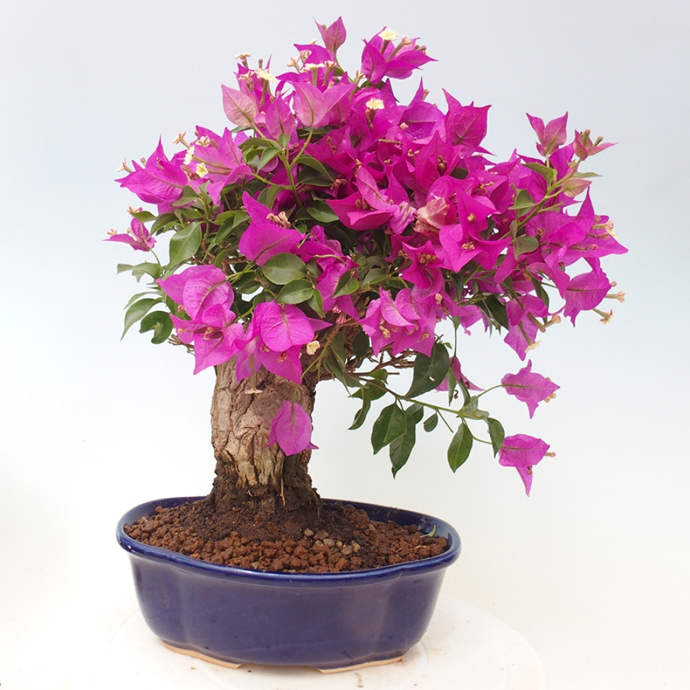 Bonsai do wnętrz - Bouganwilea