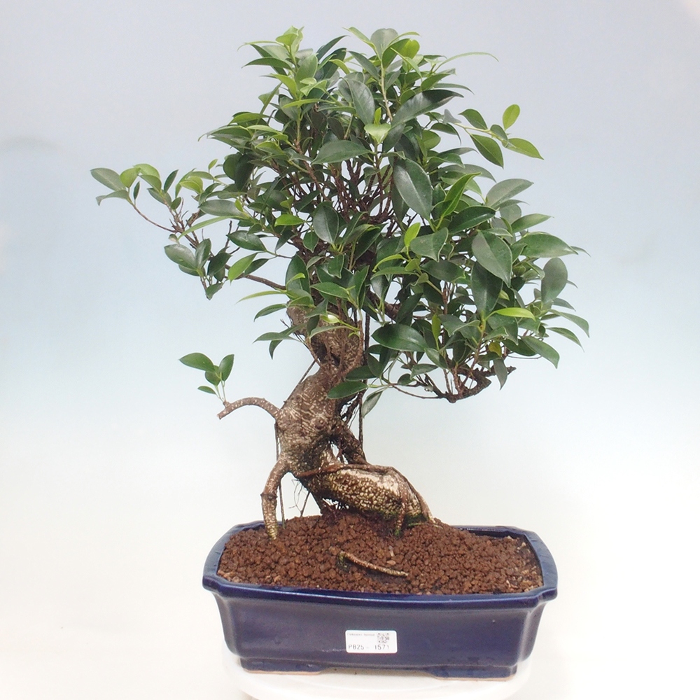 Kryty bonsai - Ficus kimmen - figowiec drobnolistny