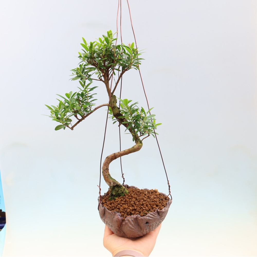 Kokedama w ceramicznej doniczce – Syzygium – drzewo pimentowe