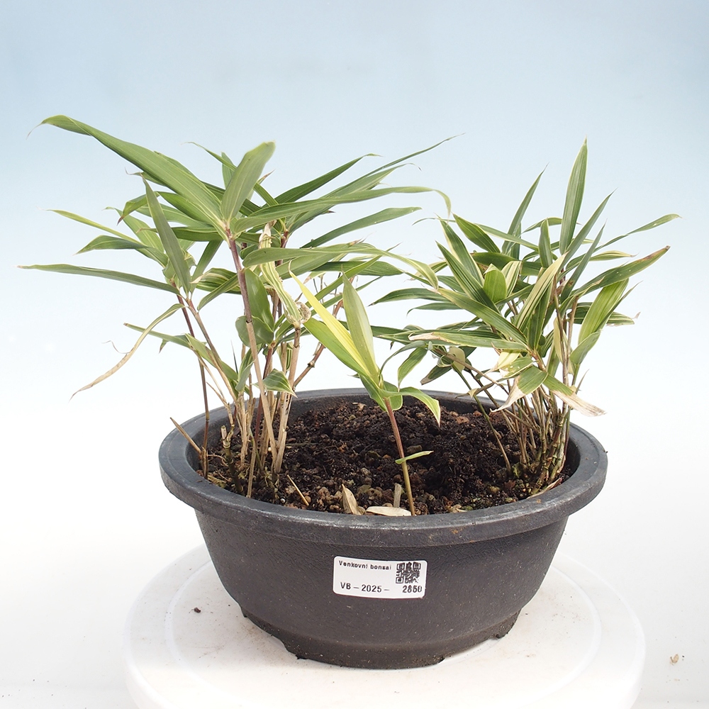 Bonsai zewnętrzne - Sasaella masamuneana Albostriata - Bambus