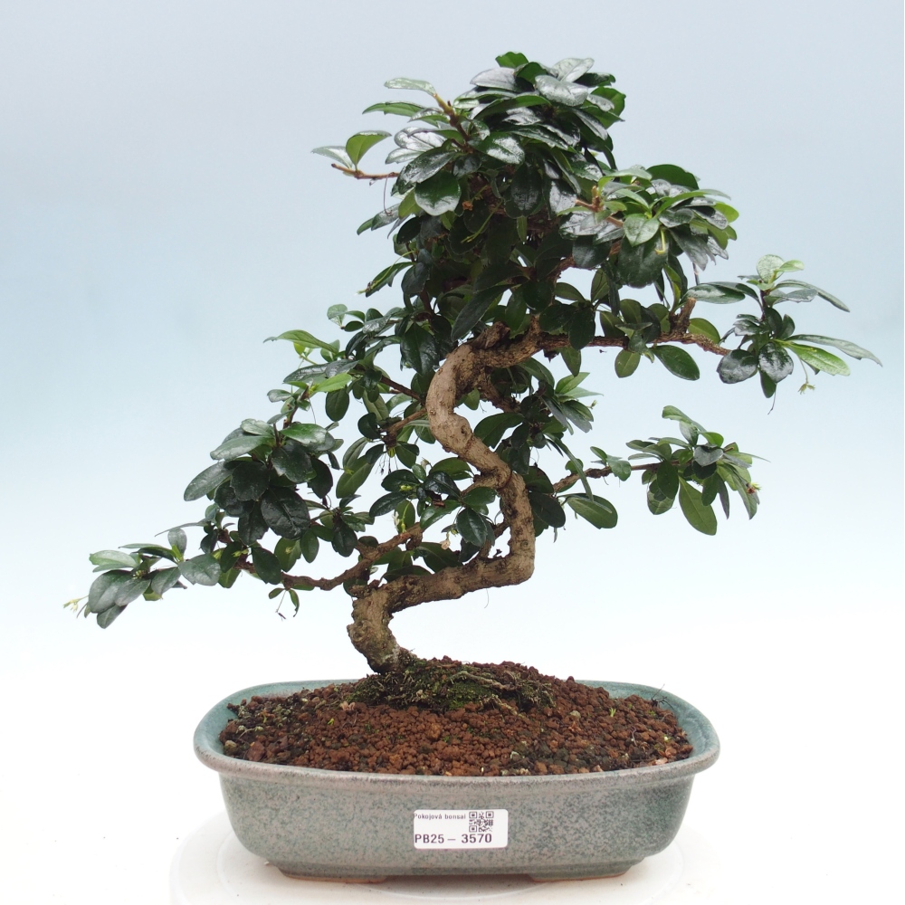 Bonsai pokojowe - Carmona macrophylla - Tea fuki