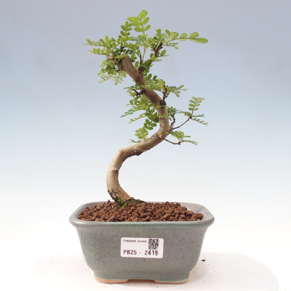 Bonsai do wnętrz - Zantoxylum piperitum - Mięta pieprzowa