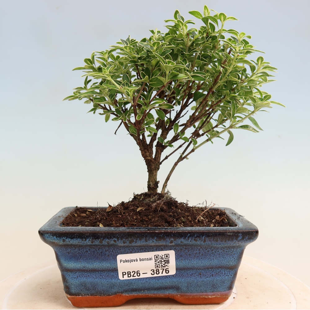 Bonsai pokojowe – Serissa foetida Variegata – Drzewo tysiąca gwiazd