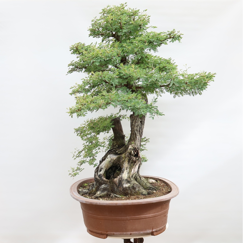 Bonsai pokojowe – Akacja arabica