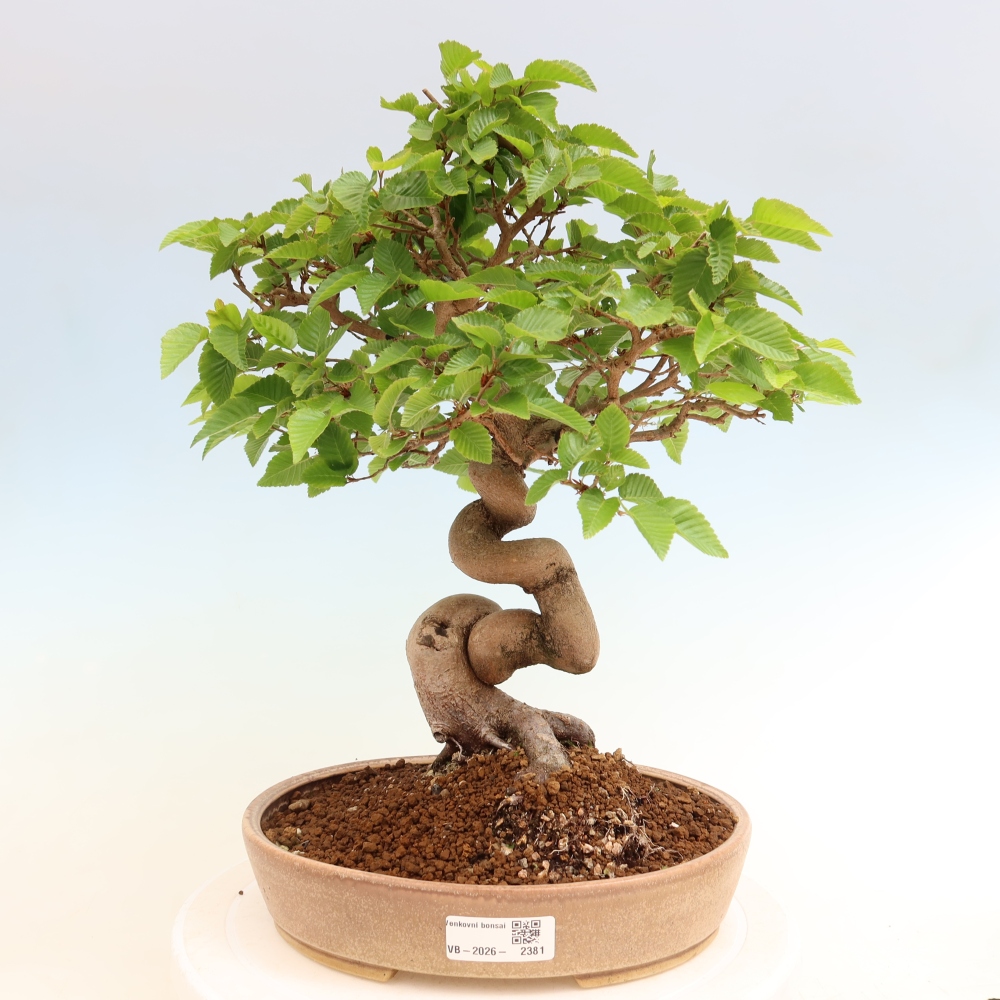 Outdoor bonsai - Carpinus coreana - grab koreański