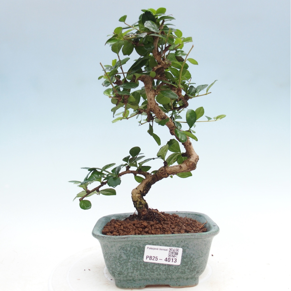Bonsai wewnętrzne - Carmona makrophylla - Herbata Fuki
