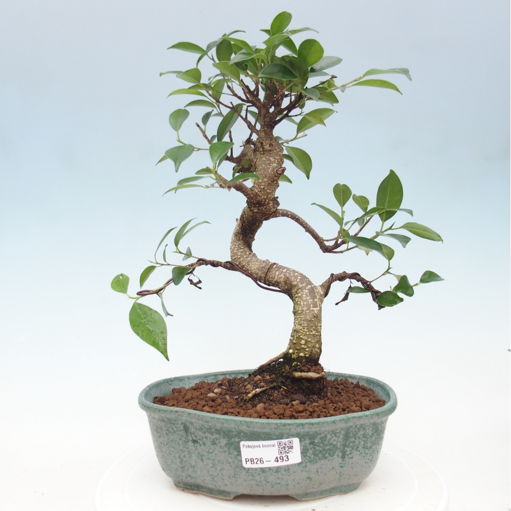Pokój bonsai - Ficus retusa - figowiec drobnolistny