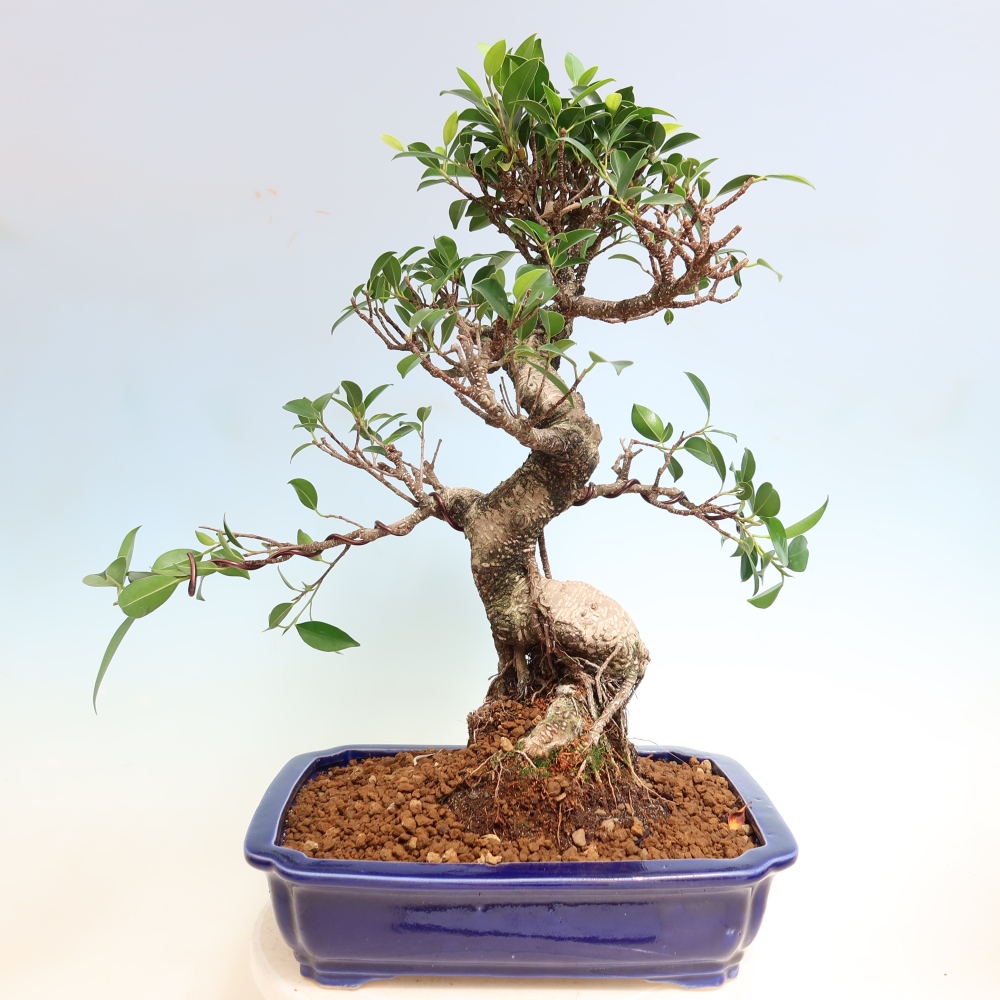 Pokój bonsai - Ficus kimmen - figowiec drobnolistny