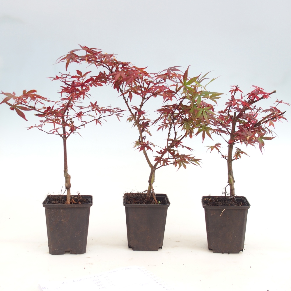 Outdoor bonsai - Acer palmatum Berry Broom w pojemniku