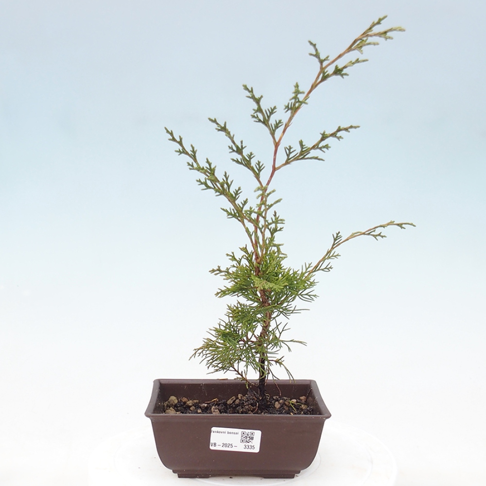 Outdoor bonsai - Juniperus chinensis Itoigawa - Jałowiec chiński