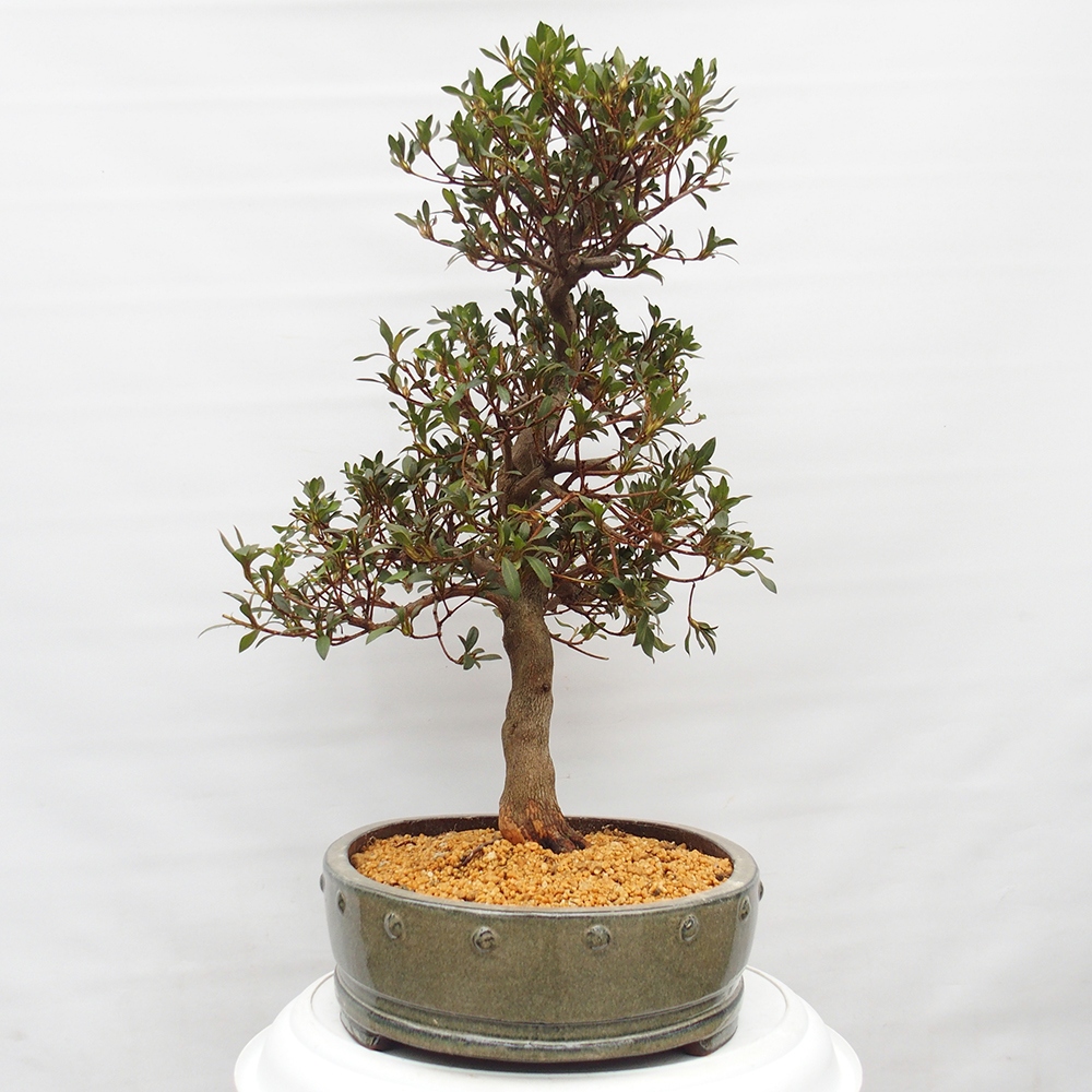 Bonsai zewnętrzne - Azalia japońska - Azalia CHIHIRO