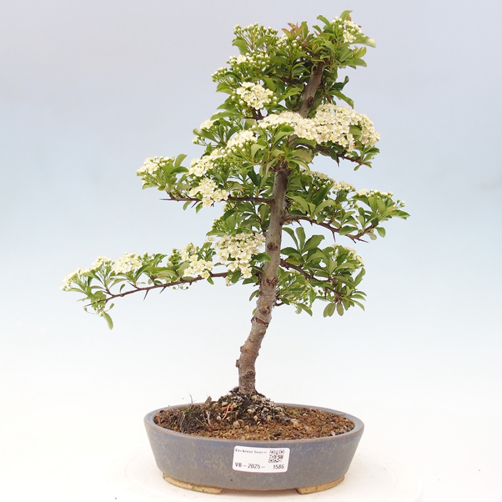 Outdoor Bonsai-Pyracanta Teton-Piekarnia