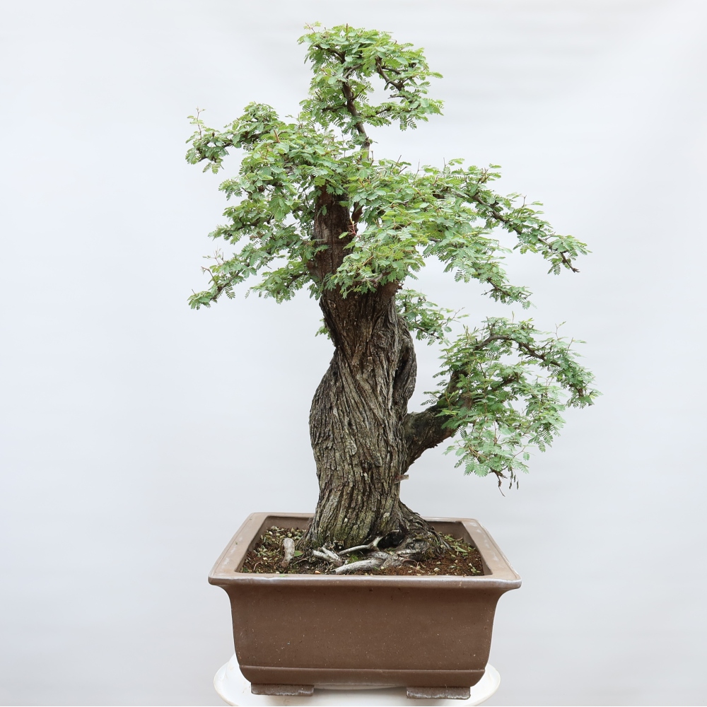 Bonsai pokojowe – Akacja arabica
