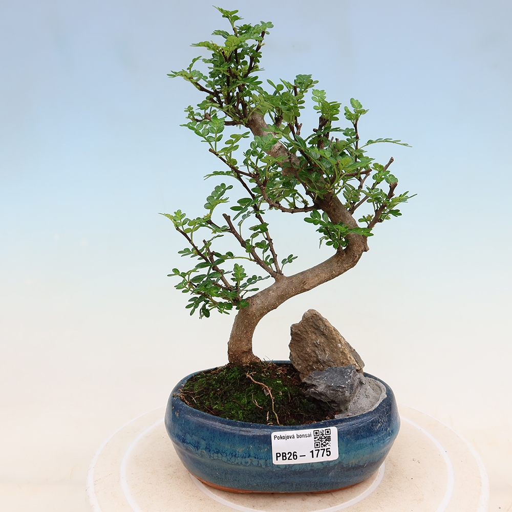 Pokój bonsai - Zantoxylum piperitum - drzewo pieprzowe