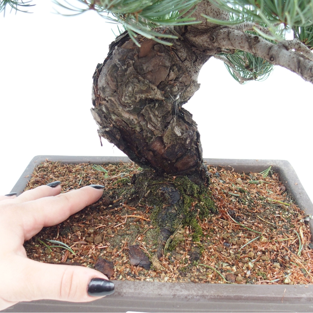 Outdoor bonsai - Pinus parviflora - Mała sosna