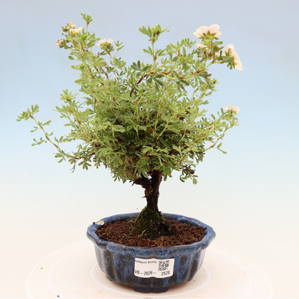 Bonsai zewnętrzne - Potentila fruticosa