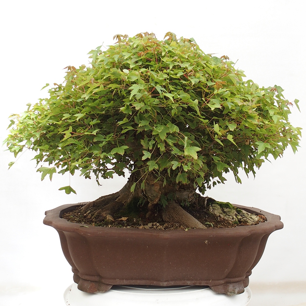 Outdoor bonsai - Maple Buergerianum - Burger Maple