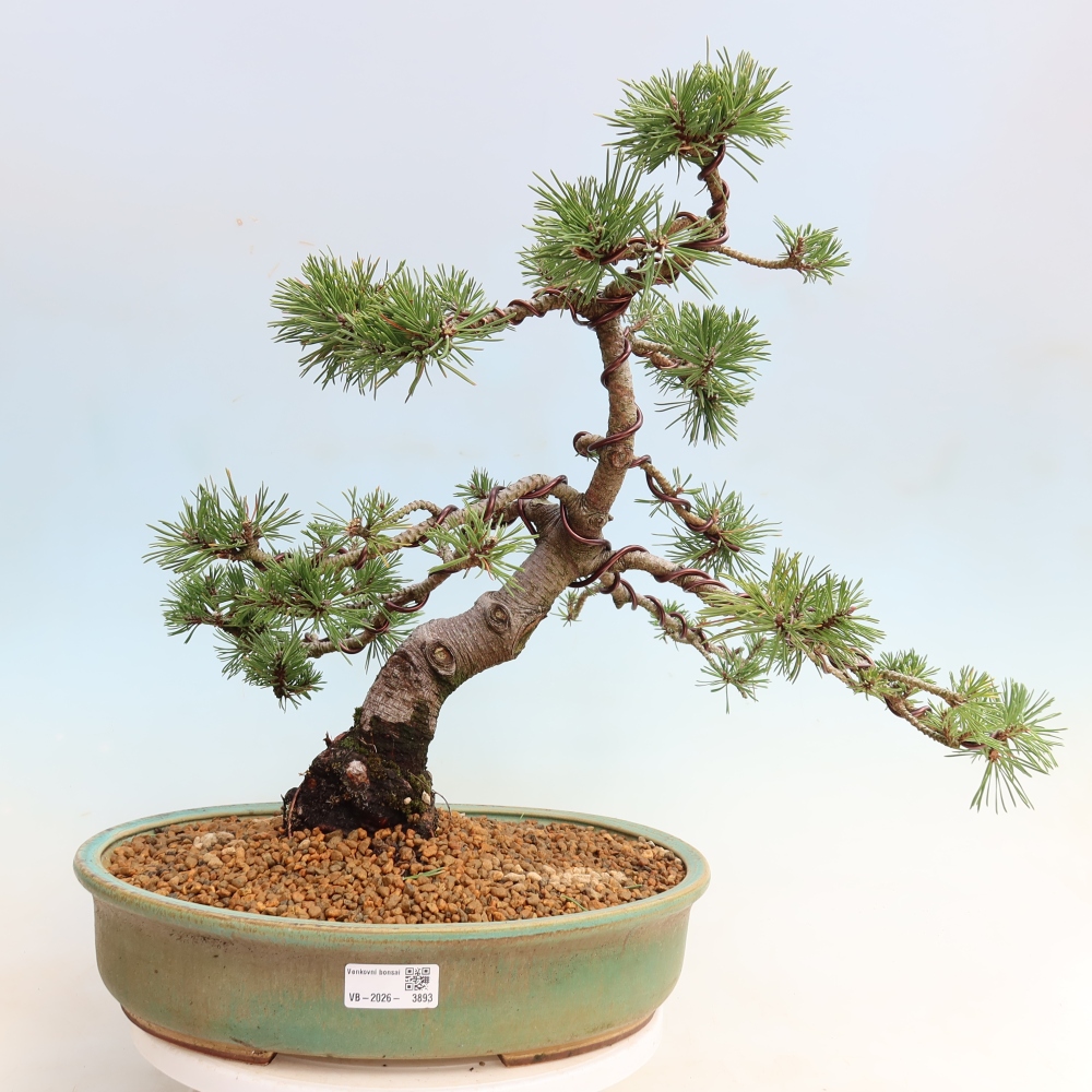 Bonsai ogrodowe – Pinus mugo Humpy – sosna karłowata