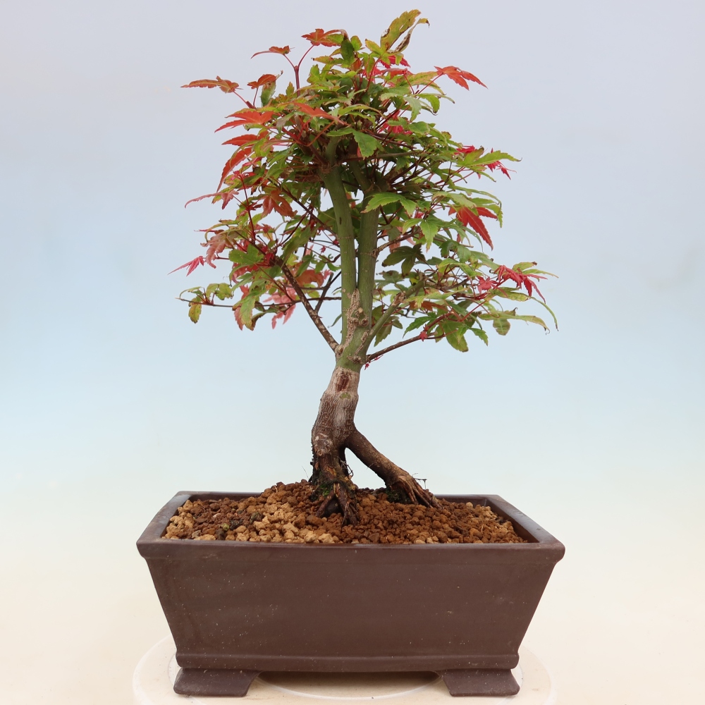 Klon pospolity - Acer palmatum Beni Tsukasa