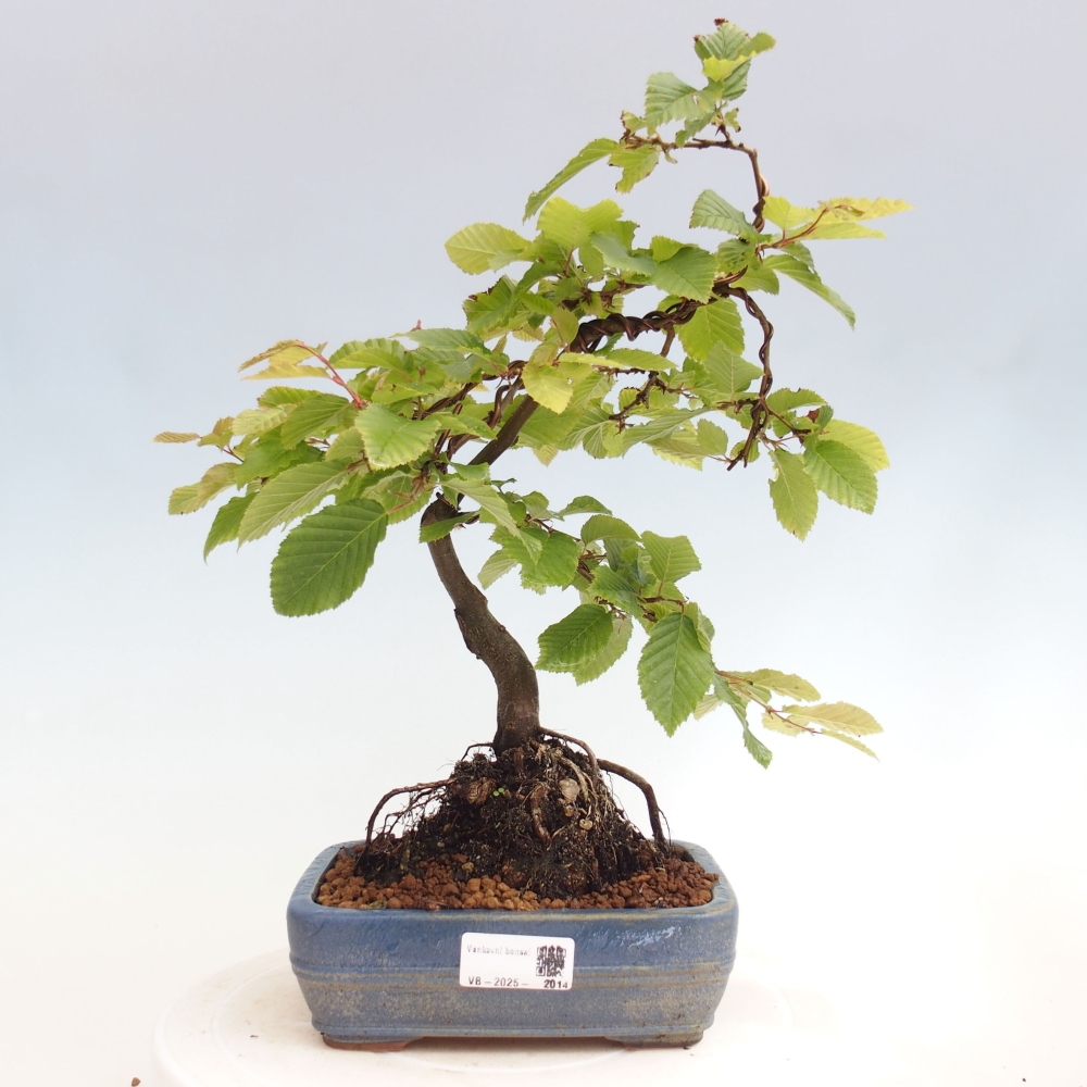 Bonsai zewnętrzne - Grab - Carpinus betulus