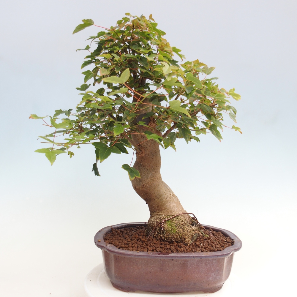 Outdoor bonsai - Maple Buergerianum - Burger Maple