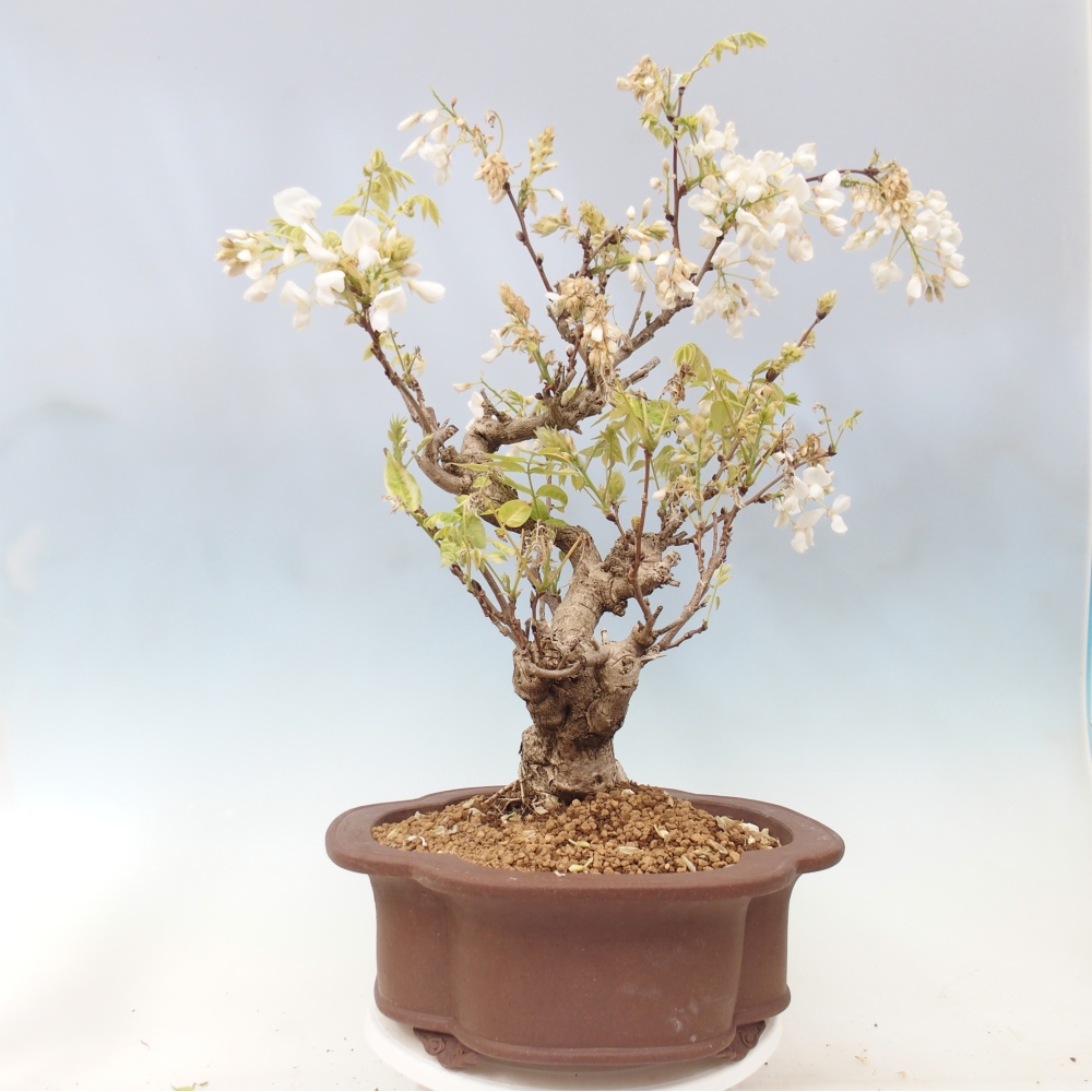 Bonsai zewnętrzne - Vistaria - Wisteria