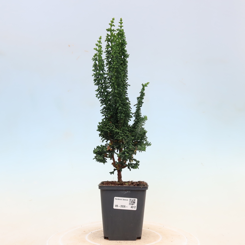Bonsai zewnętrzne - Cham. obtusa SEKKA HINOKI - Cyprys