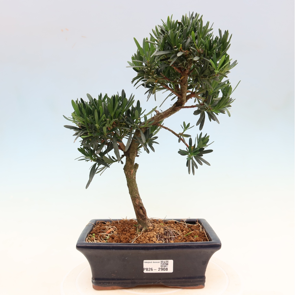 Pokój bonsai - Podocarpus - Kamienny cis