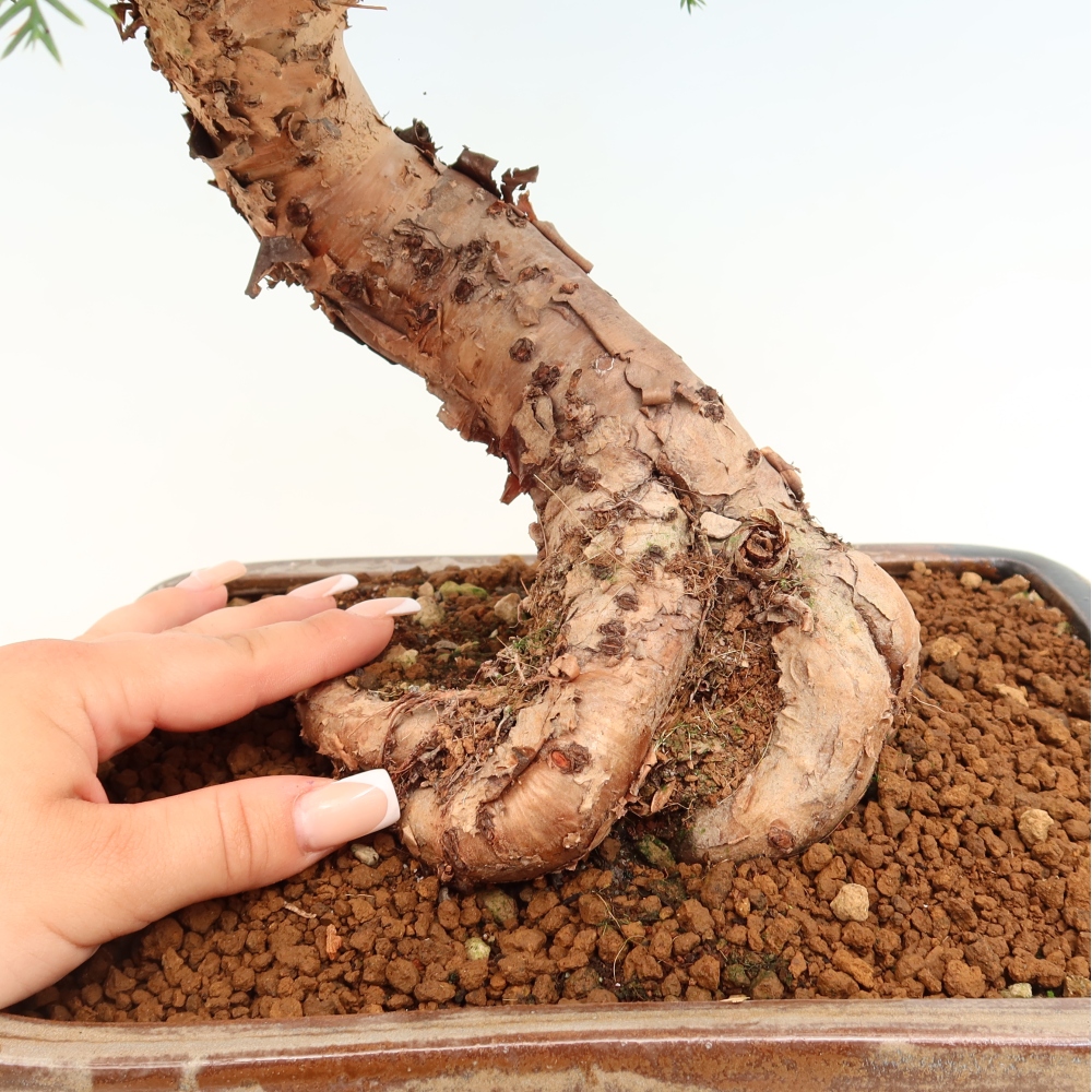 Bonsai domowe – araukaria – domowa sosenka