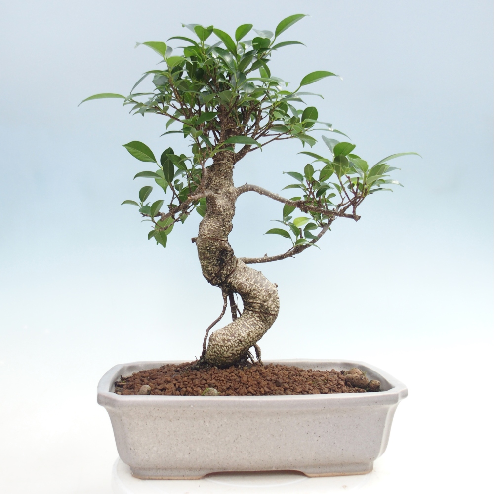Pokój bonsai - Ficus kimmen - figowiec drobnolistny