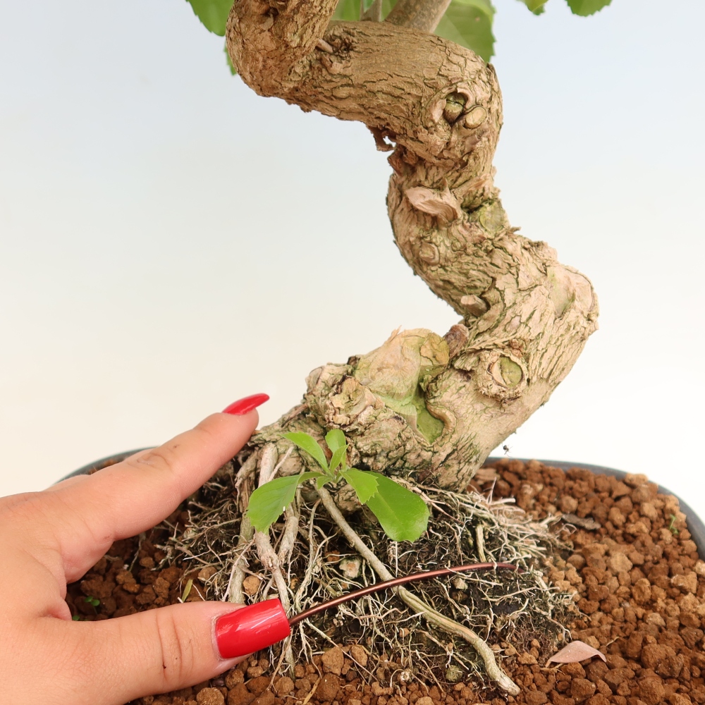 Bonsai pokojowe - Duranta erecta Aurea