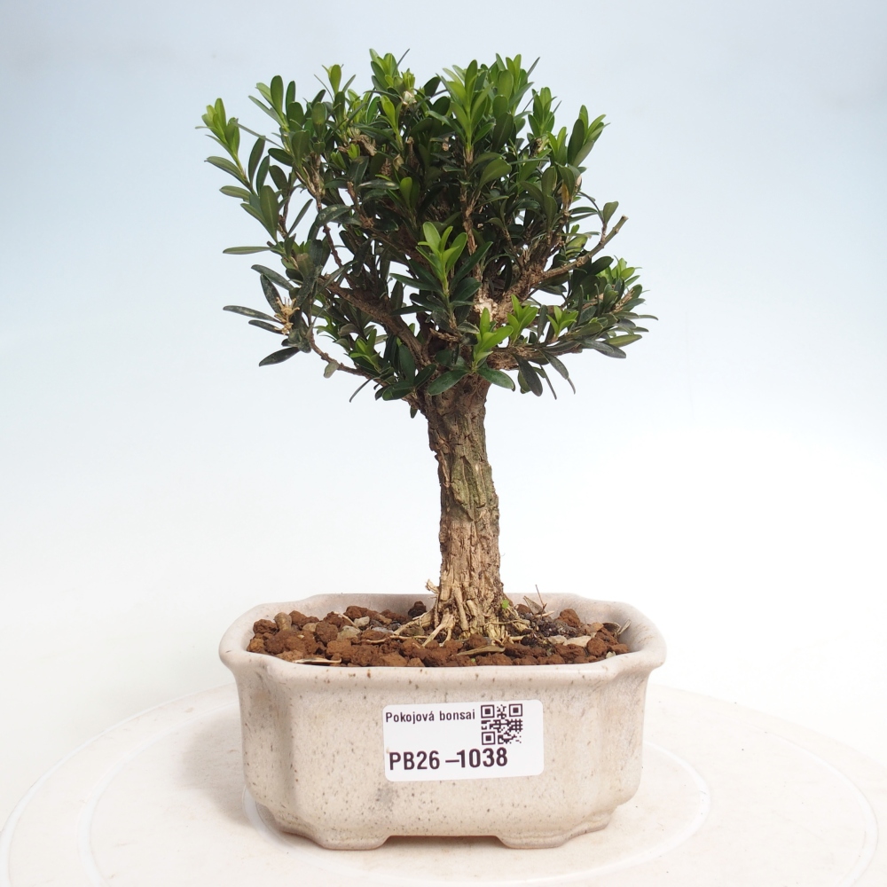 Pokój bonsai - Buxus harlandii - buxus korkowy