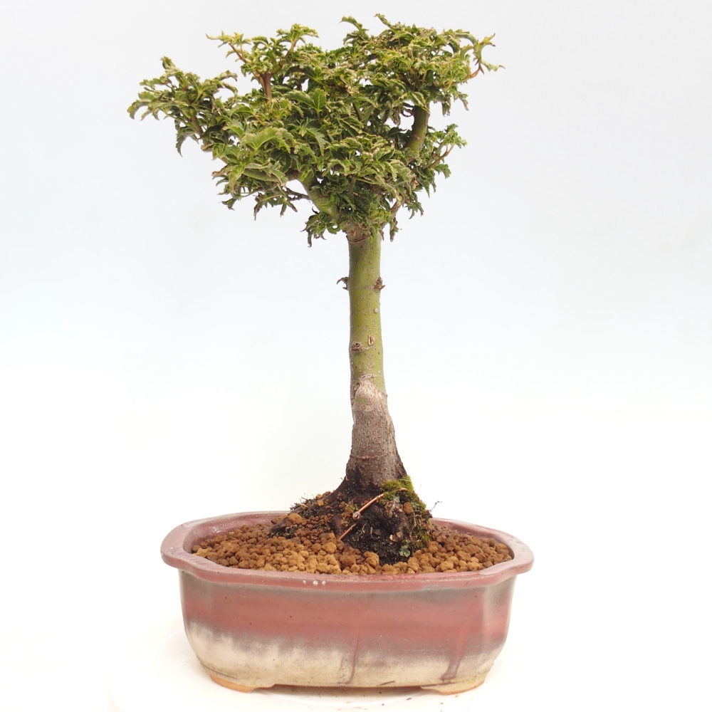 Bonsai zewnętrzne - klon Acer palmatum Shishigashira