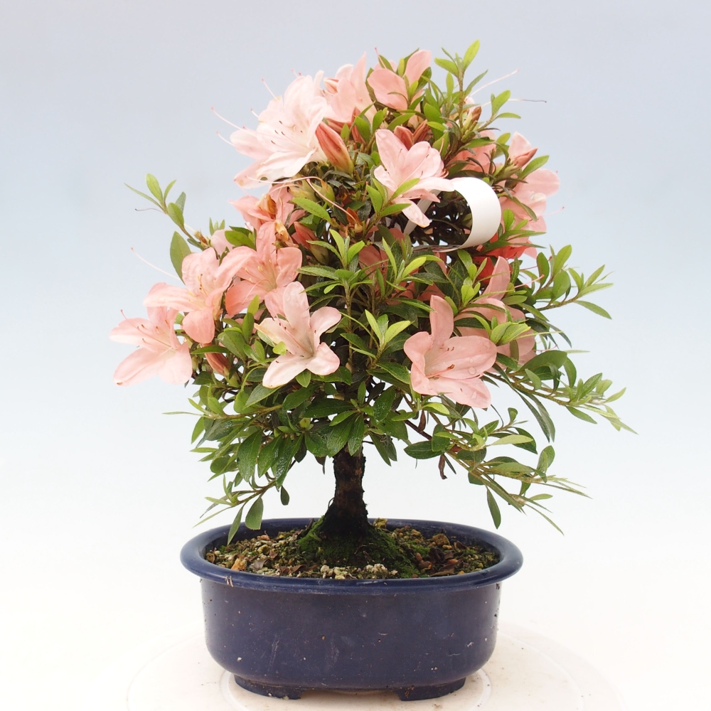 Bonsai ogrodowe - azalia japońska - Azalea Nikko