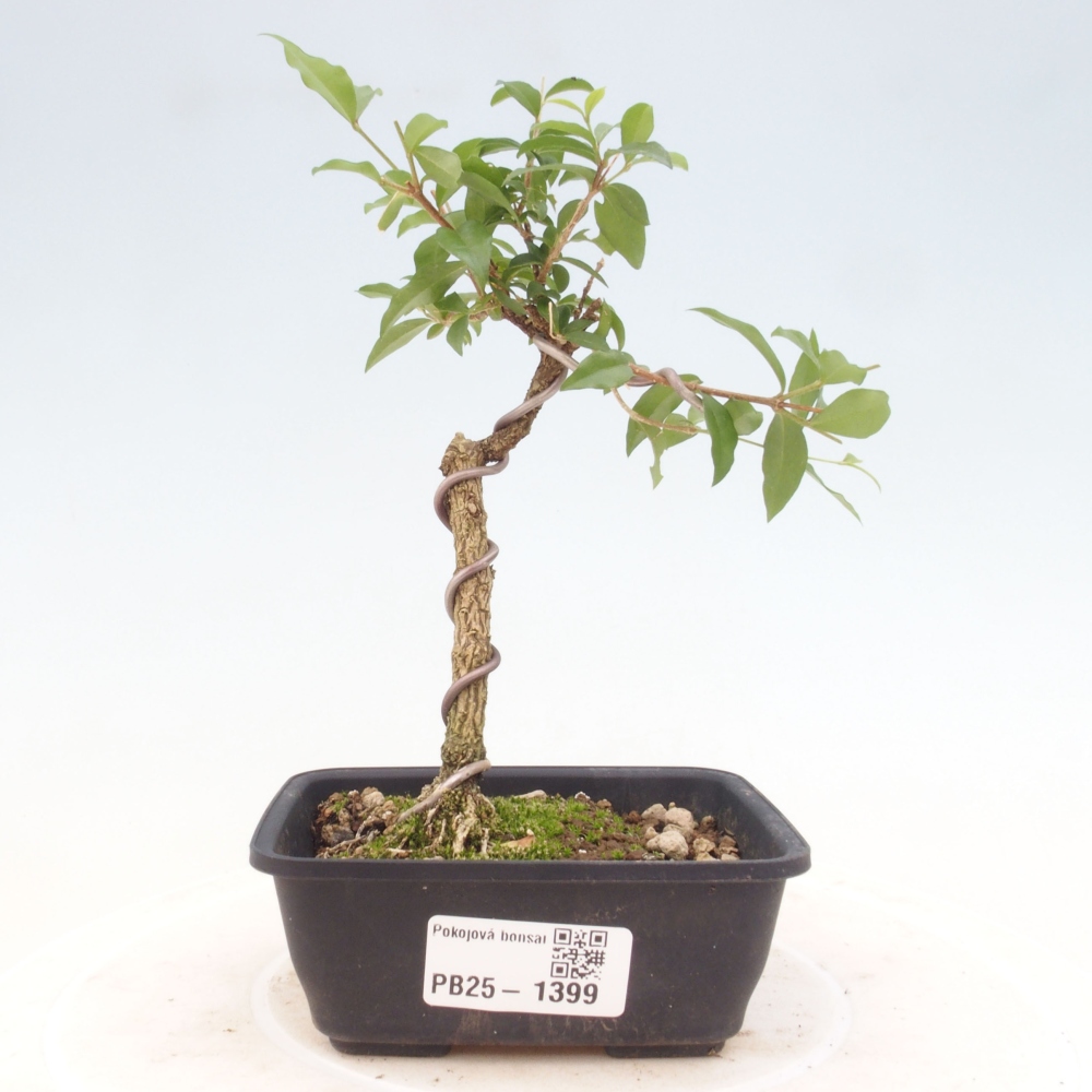 Bonsai pokojowe - Malpighia coccigera - Wiśnia Barbdorska