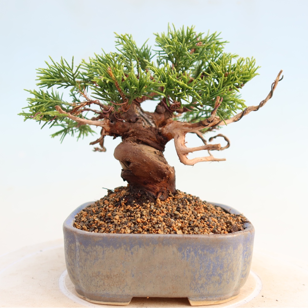 Outdoor bonsai - Juniperus chinensis Itoigawa - Jałowiec chiński