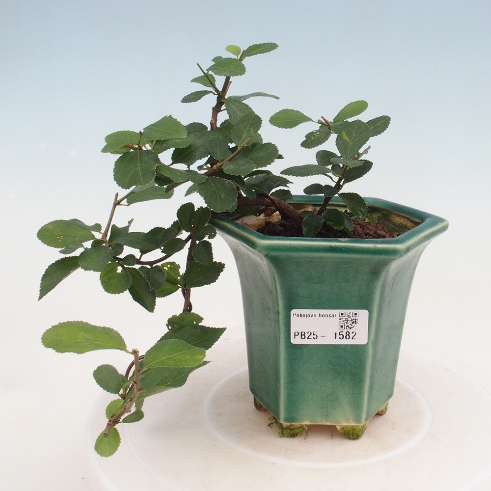 Kryty bonsai - Grewia occidentalis - Lawendowa gwiazda