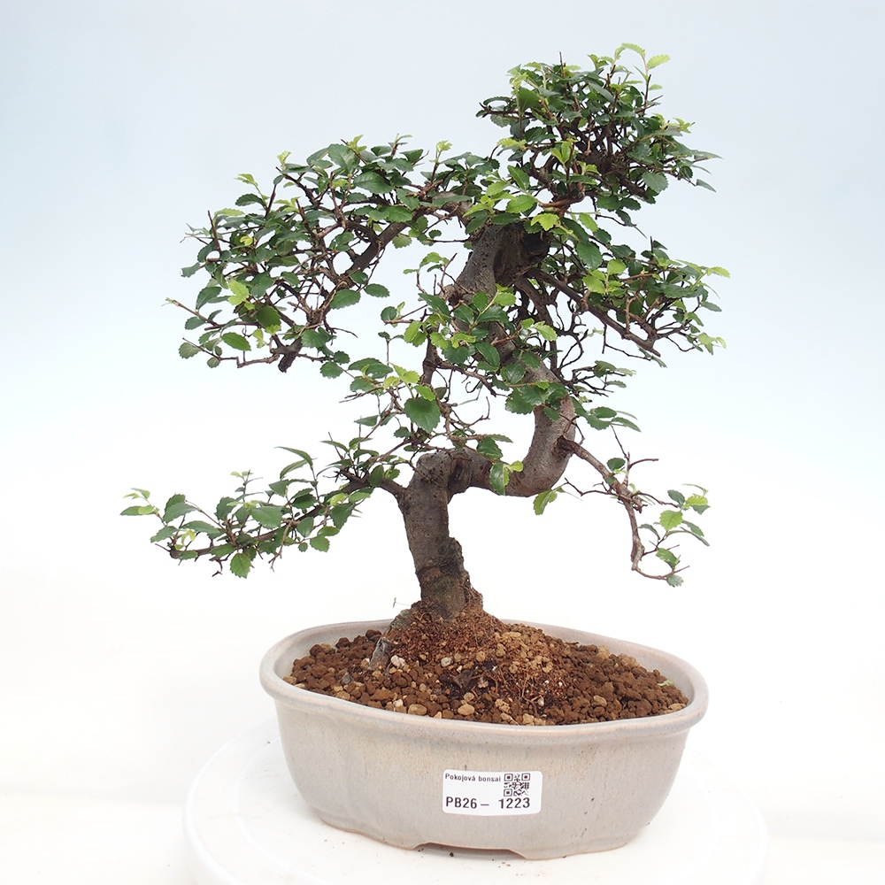 Pokój bonsai - Ulmus parvifolia - Wiąz drobnolistny