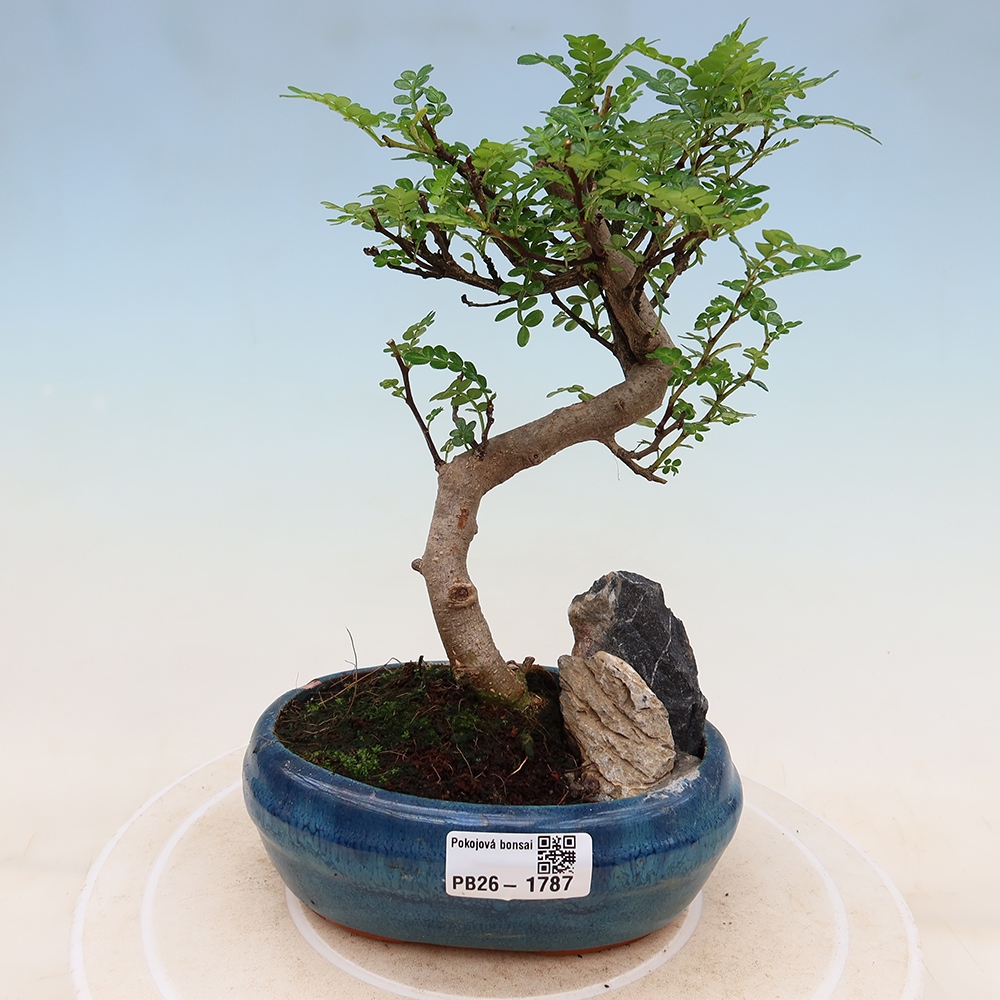 Pokój bonsai - Zantoxylum piperitum - drzewo pieprzowe