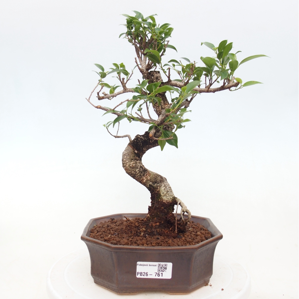Pokój bonsai - Ficus retusa - figowiec drobnolistny