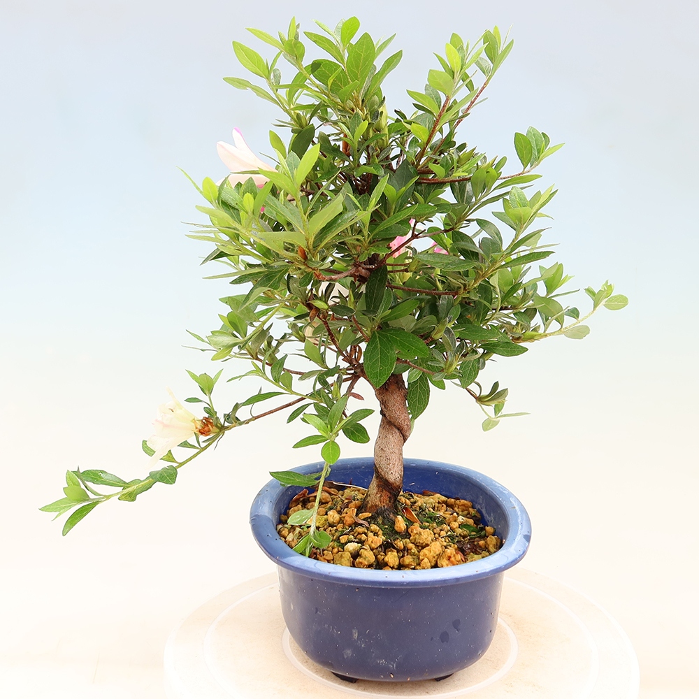 Bonsai zewnętrzne - Azalia japońska - Azalia Hand