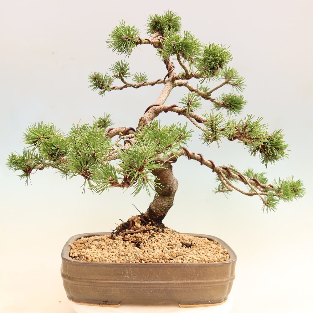 Bonsai ogrodowe – Pinus mugo Humpy – sosna karłowata