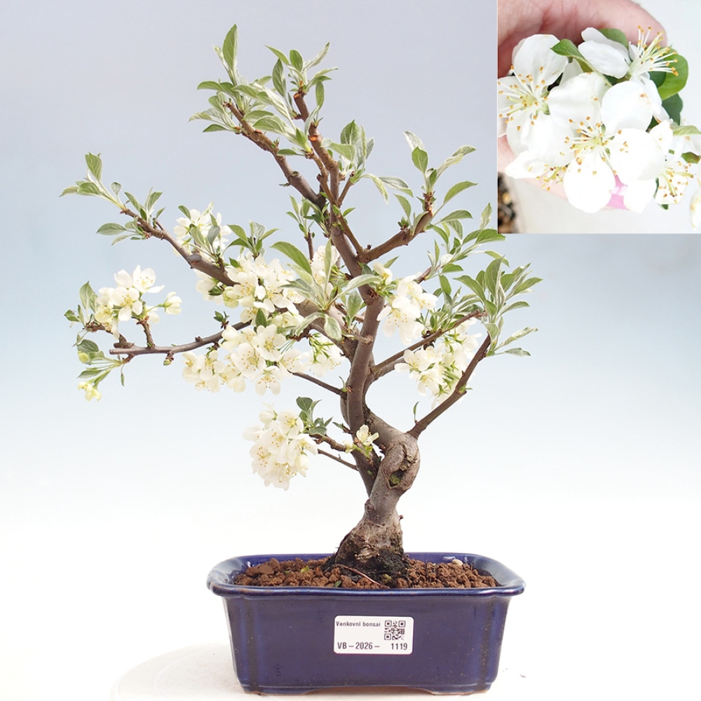 Outdoor bonsai - Malus sargentii - Jabłoń drobnoowocowa