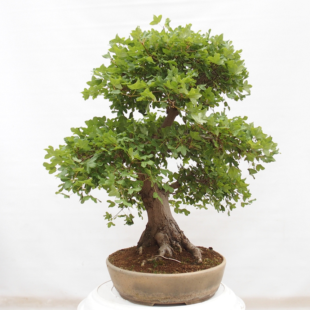 Bonsai zewnętrzne - Klon Francuski - Acer Nonspessulanum