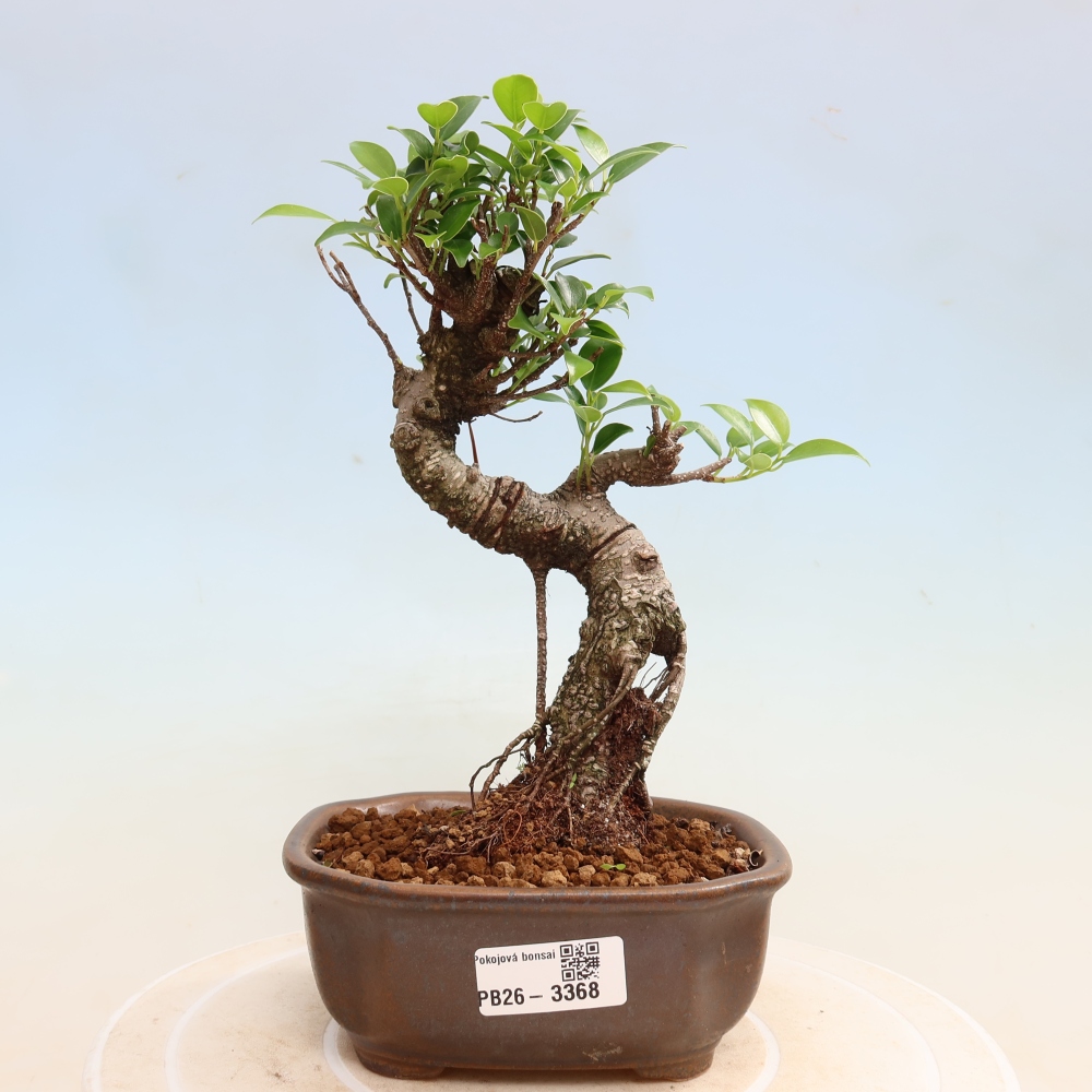 Pokój bonsai - Ficus kimmen - figowiec drobnolistny