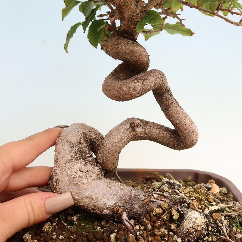 Outdoor bonsai - Carpinus CARPINOIDES - grab koreański