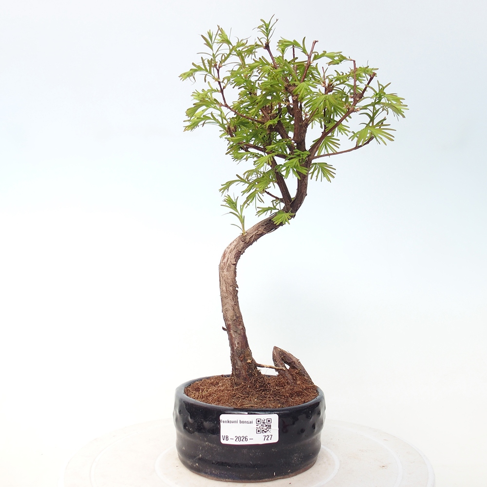 Outdoor bonsai - Metasequoia glyptostroboides - Metasekwoja chińska