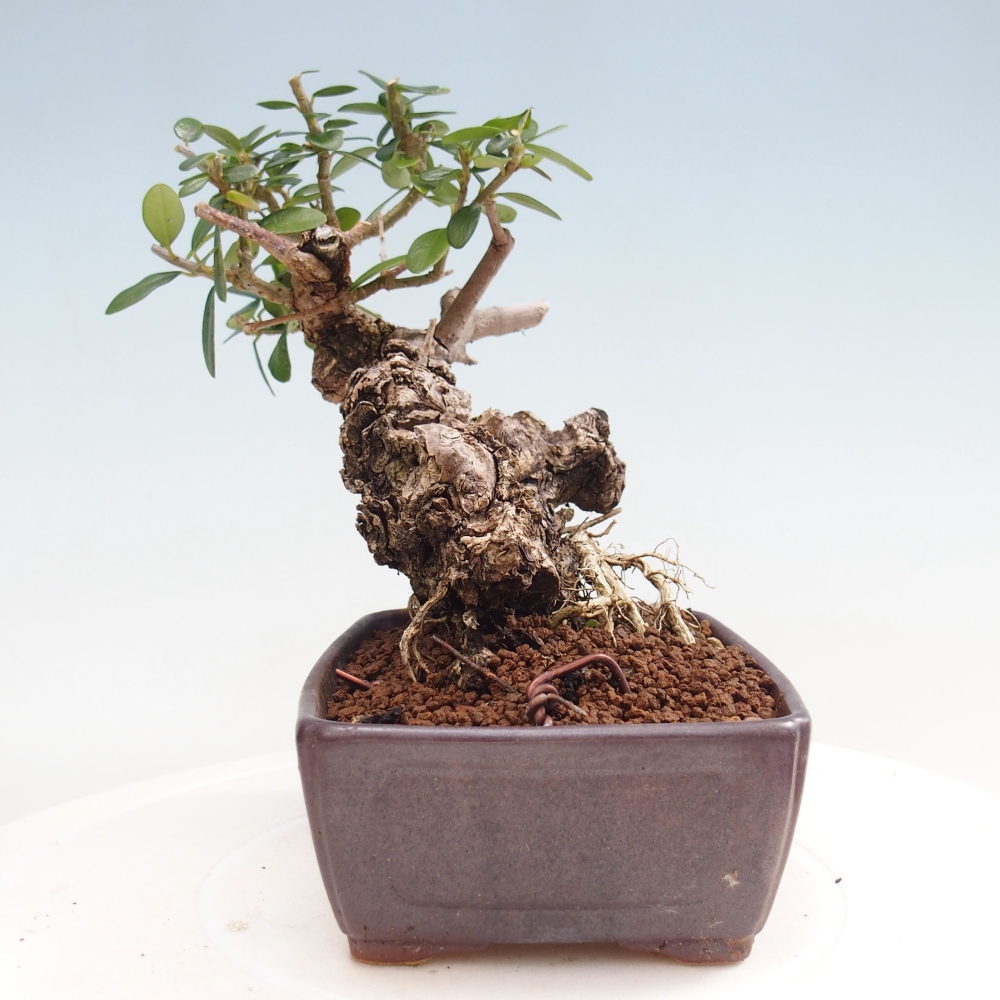 Kryte bonsai - Olea europaea sylvestris - Europejska oliwa z małych liści
