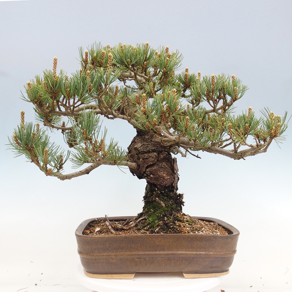 Outdoor bonsai - Pinus parviflora - Pinus parviflora